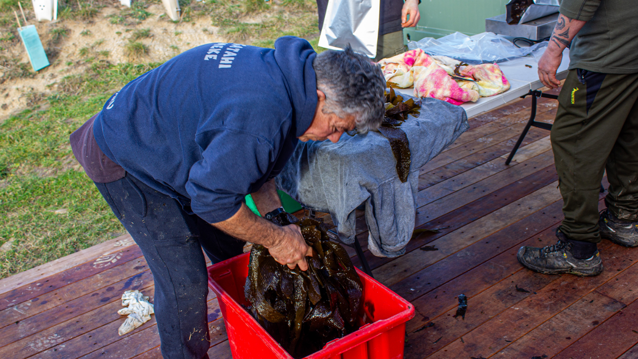 New Zealand opens five marine reserves with groundbreaking Māori co-management