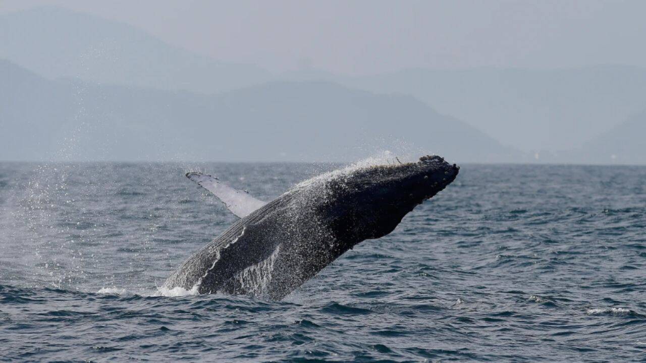 Brazil’s humpback whales make stunning comeback; population surges from just 2,000 to nearly 35,000