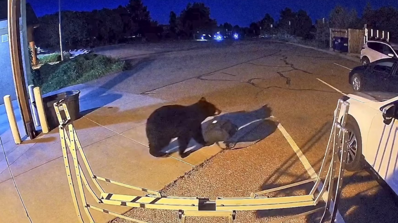 Hungry Bears Increasingly Enter Towns: Drought pushes them into homes; experts fear rising lethal encounters
