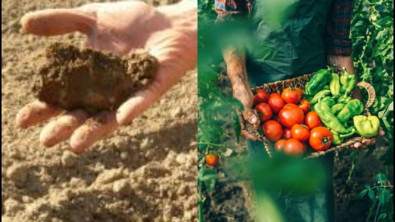 Oregon farmer grows crops for 40 years without irrigation