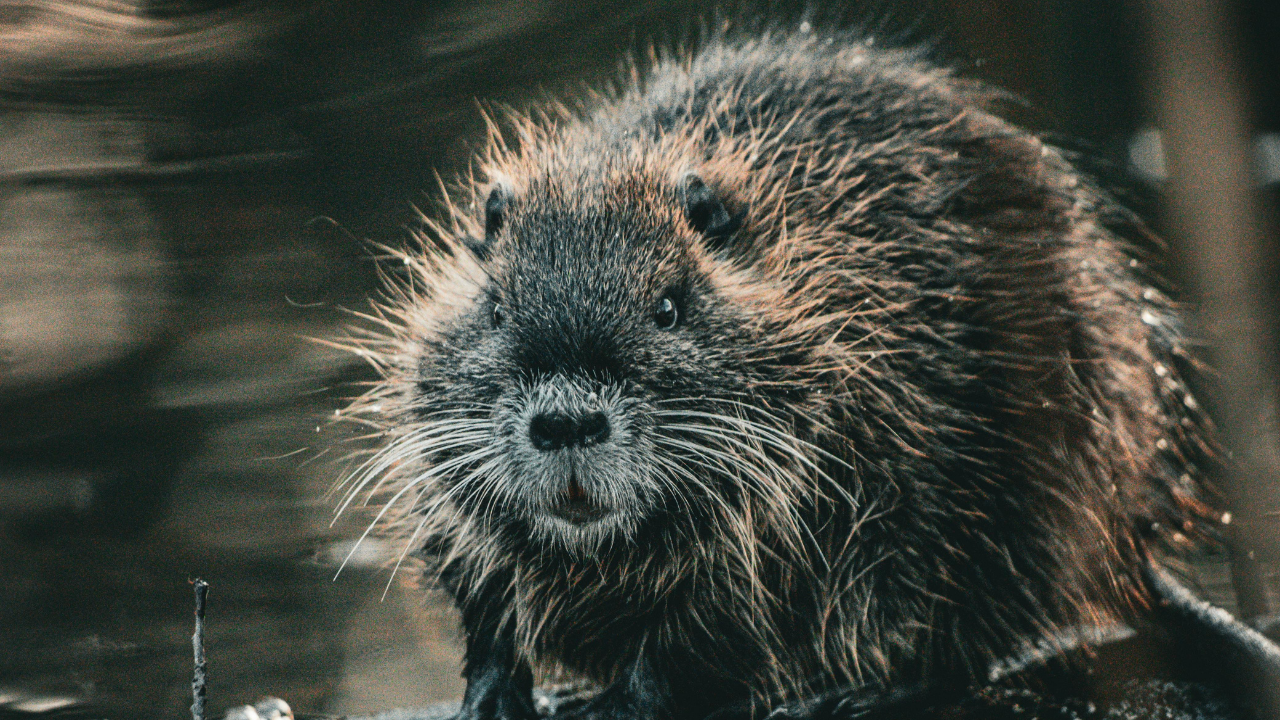 Wild Beavers return to Norfolk after 500 years, have kits, spark new hopes