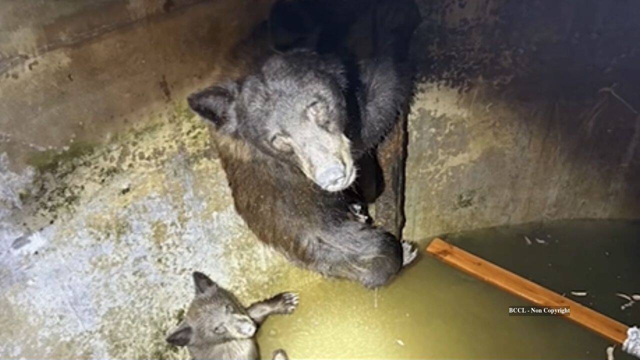 Howling from a California water tank leads rescuers to trapped bear family