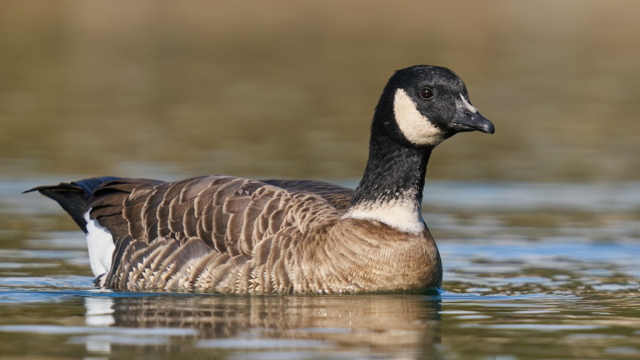 In 1975, fewer than 800 Aleutian cackling geese remained; fox removal and habitat protection helped...