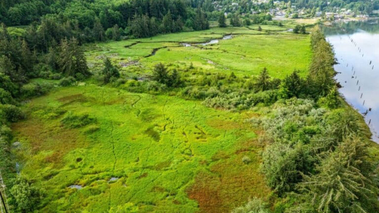 Oregon crews restore 9-acre marsh after nearly a century cut off from tides