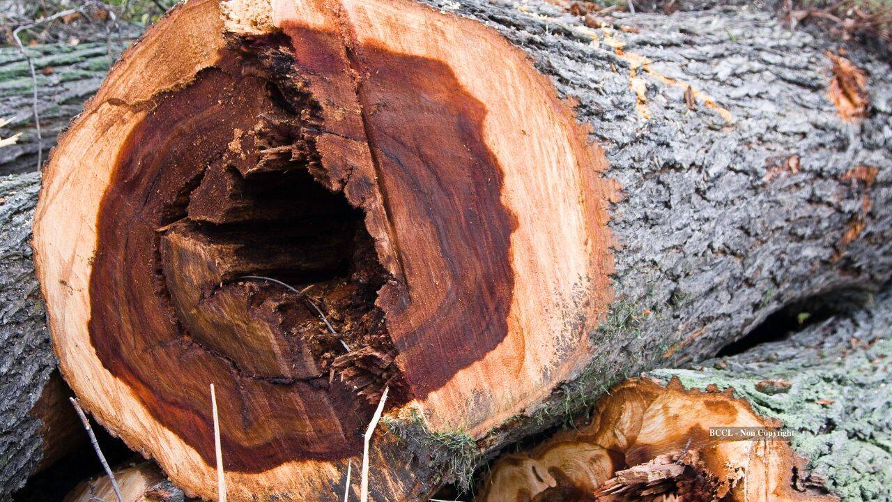 Scientists infect 6,000 young elms in bold bid to bring iconic trees back