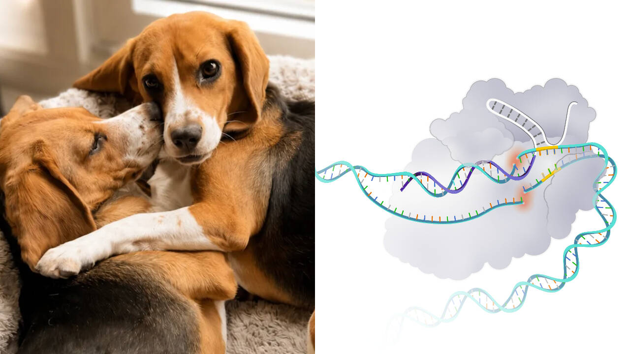 Researchers edit beagle embryos to remove a major dog allergen