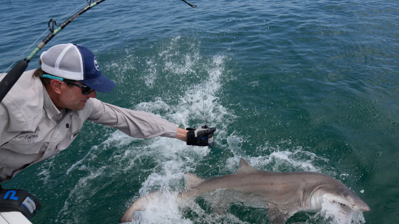 'Jaws' territory is now a great white nursery with 18 young sharks found