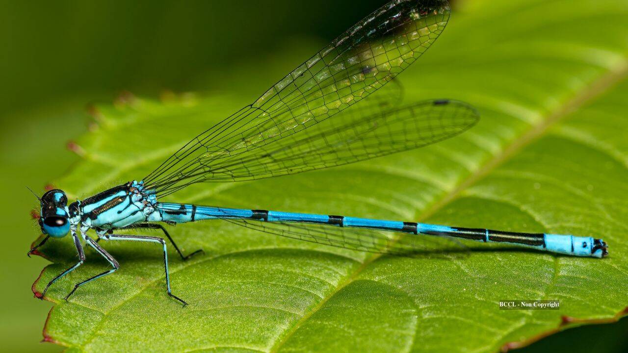 Reclaimed water revives Tucson river, bringing 37 dragonfly species in just 4 months