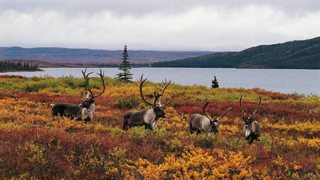 British Columbia spent nearly $10m killing wolves; caribou still remain at risk