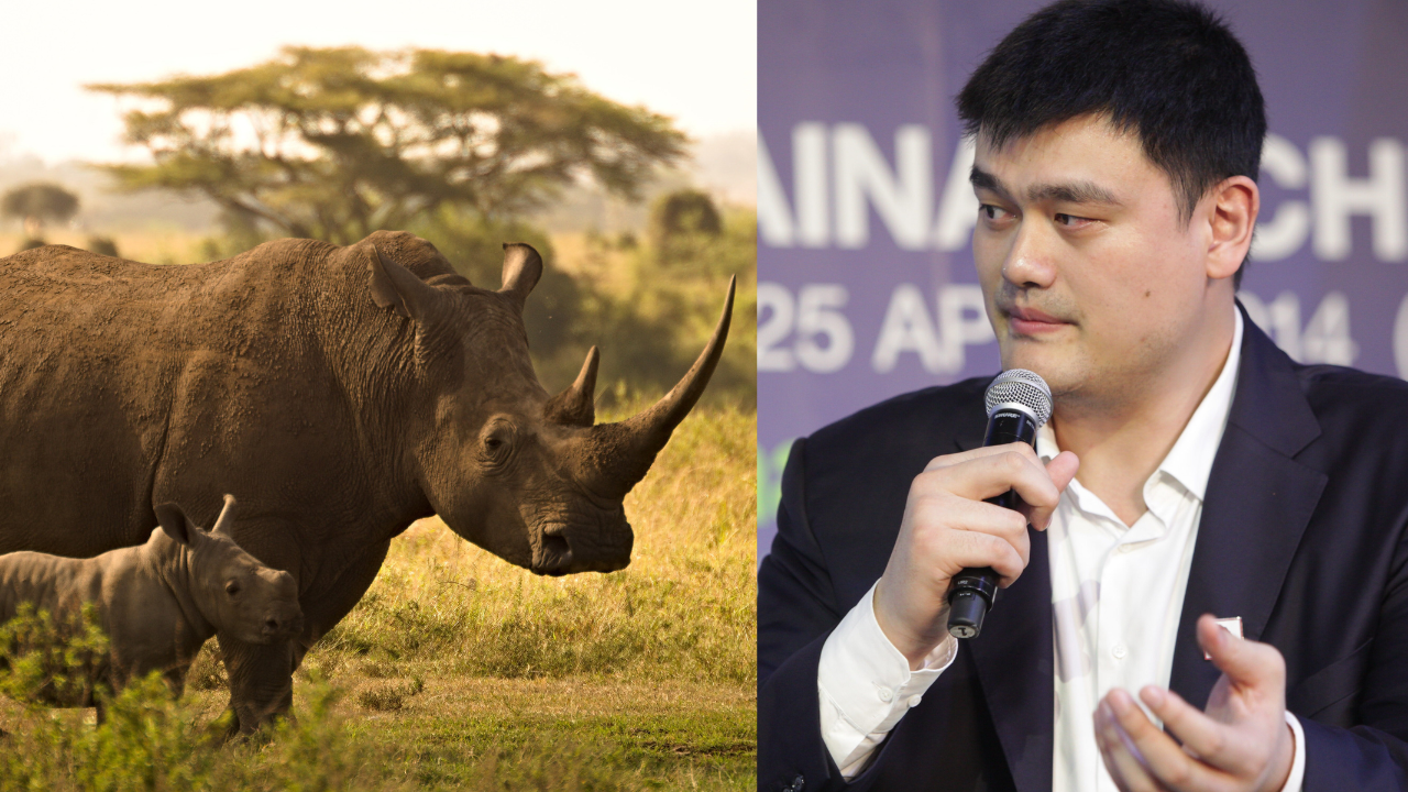 Yao Ming’s wildlife mission began after seeing elephants killed for ivory