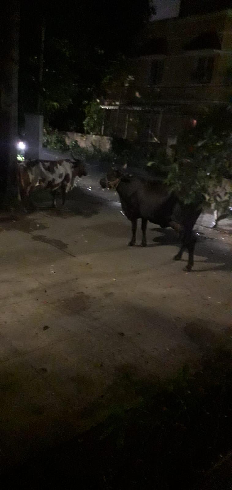 Manapakkam Residents Raise Alarm Over Stray Cattle Hazard