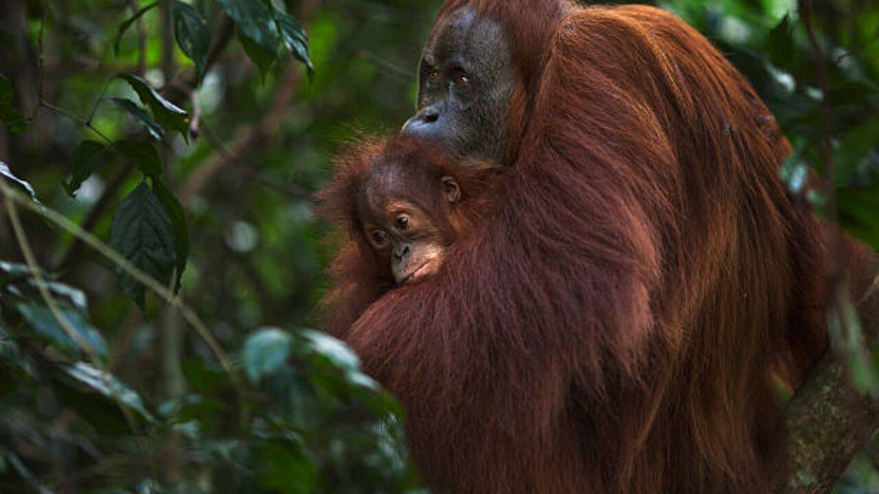 Gold miners breached 14 hectares of Indonesia's orangutan refuge in three years; conservationists want government to intervene