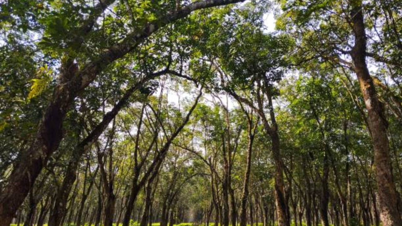 Do trees have their version of muscles? This is what scientists say