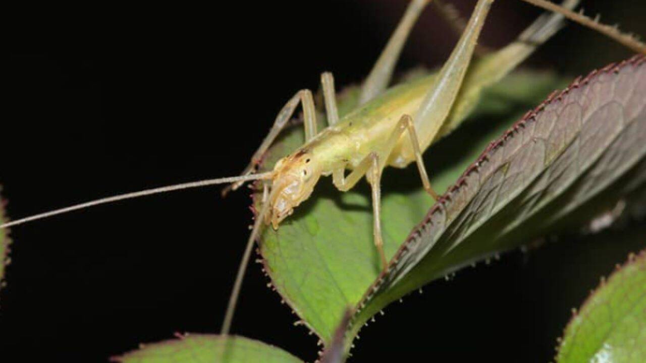 Scientists use AI to recreate insect calls from Jurassic; some communicated above human hearing
