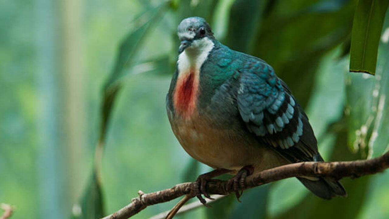 A pigeon with a ‘bleeding heart’ has returned after 20 years in Philippines, but its comeback may not be good news