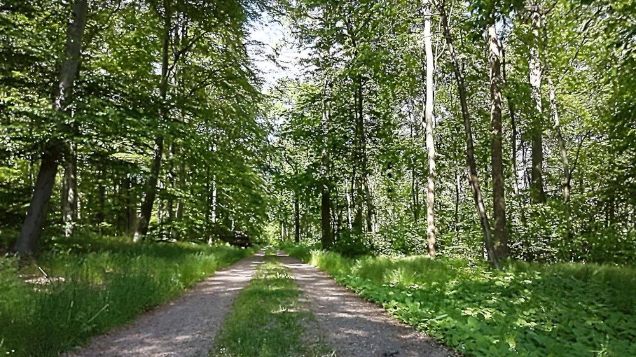 Sweden planted 300,000 oak trees for warships, but the Navy didn't need them anymore