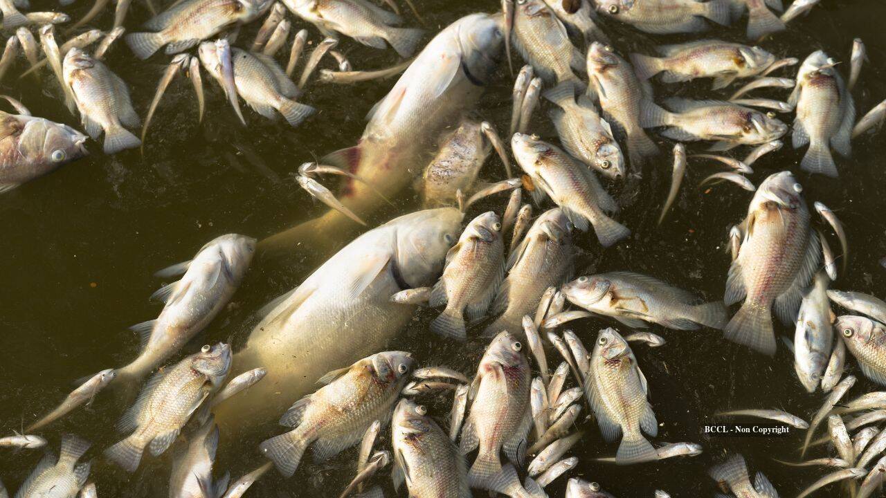 Seattle light rail linked to deaths of 2,000 fish in Lake Washington five months after opening