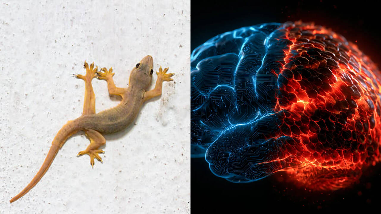 Scientists challenge 70-year-old ‘Lizard brain’ theory of human intelligence