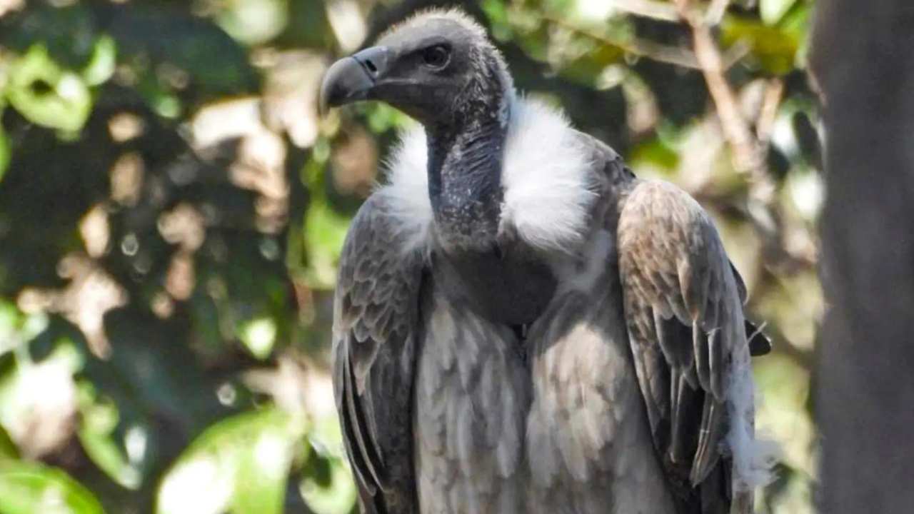 As vultures disappear, minister calls for 'safe zones'