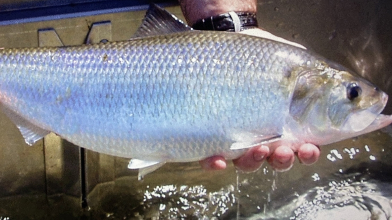 After 70+ years, Virginia dam removal reopened nearly 130 miles of habitat