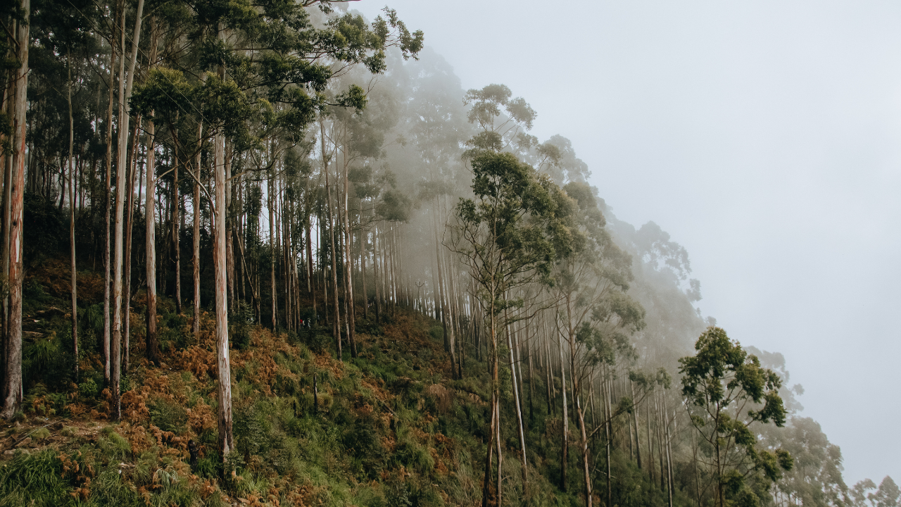 Brazil planted eucalyptus for pulp; 45 years later groundwater fell 4.5 metres
