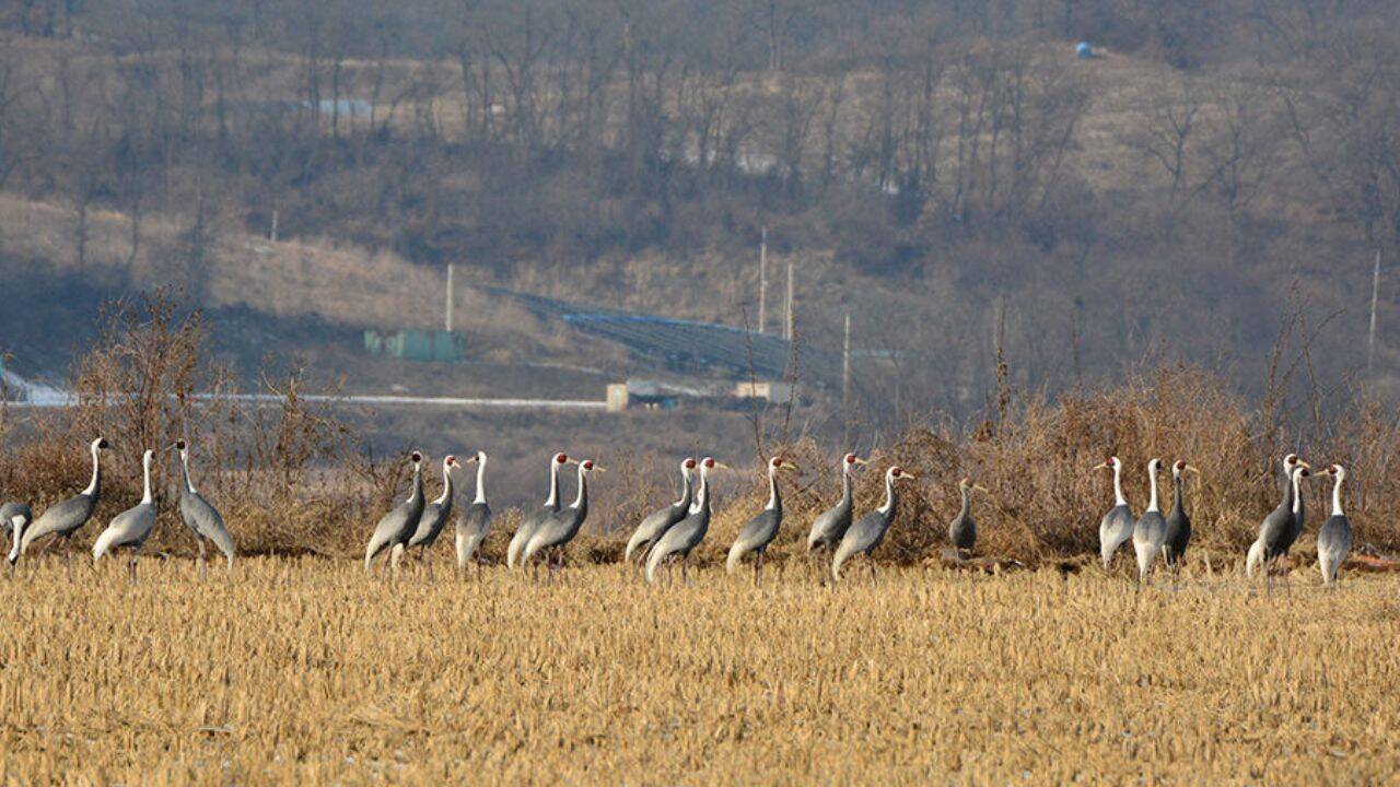 In 1953, North and South Korea established a demilitarised zone; decades later it is a 155-mile-long wildlife haven