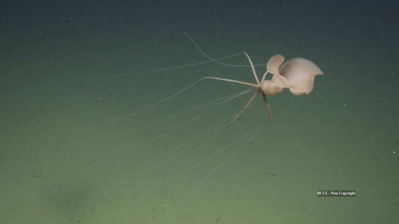 Robot finds rare bigfin squid two miles below California in first live Northeast Pacific sighting