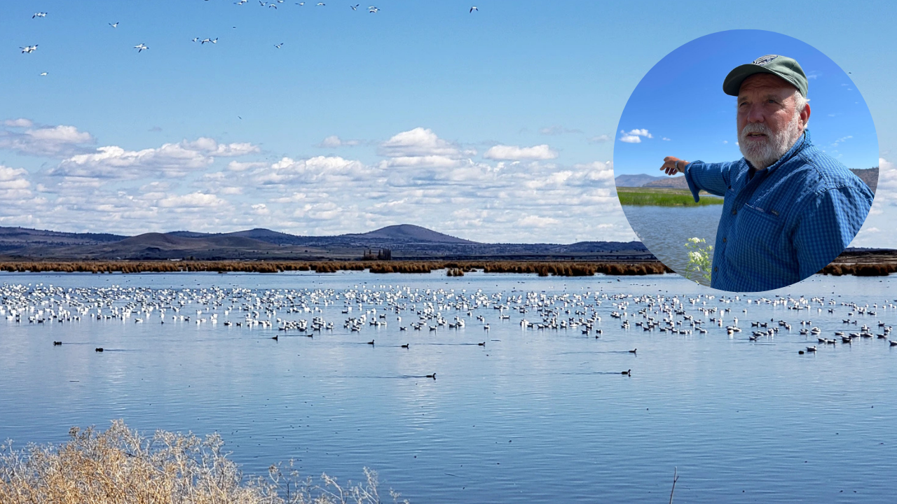 Oregon farmer turned 70 acres into a wetland; endangered fish and 140 birds thrive