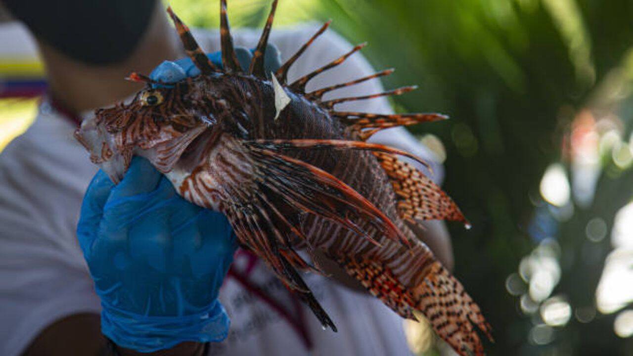 Brazil's Porto Seguro is paying $10 for each captured lionfish as they threaten native reefs and local fisheries