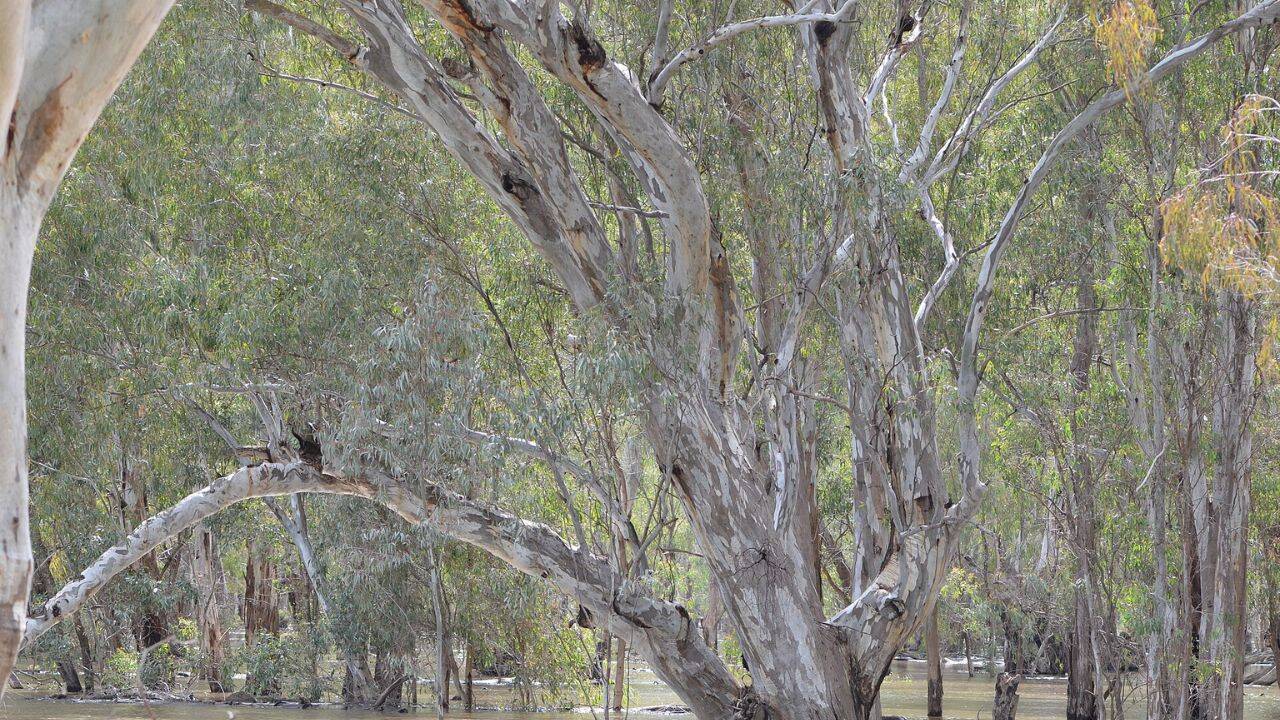 Argentina planted eucalyptus trees that reduced groundwater level by more than half a metre
