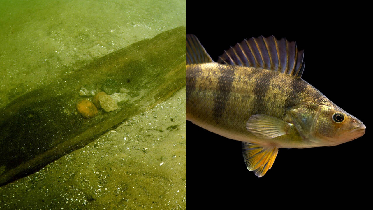 Scientists removed 70% of lake logs; yellow perch nearly vanished in 2 years