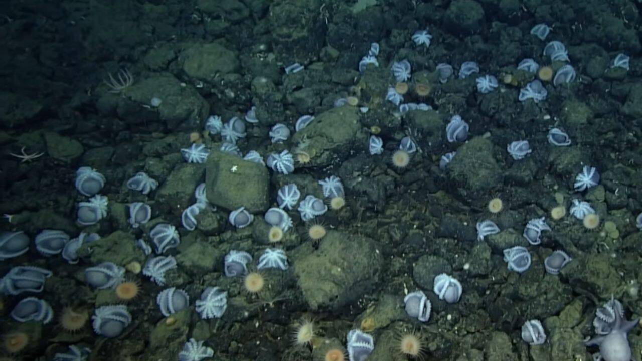 Scientists discovered an underwater city of 20,000 octopus nests deep inside California coast