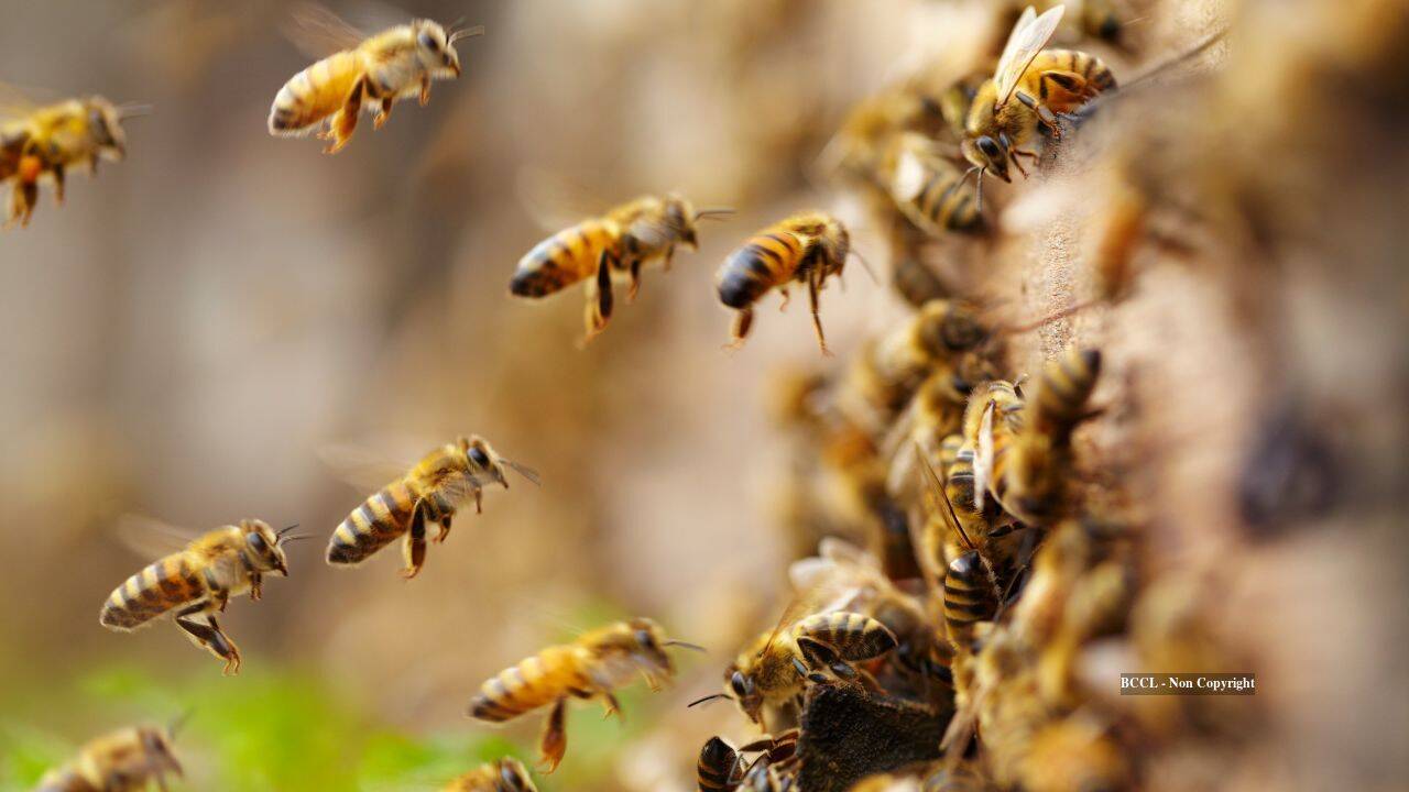 5.5 million wild bees found beneath just 1.5 acres of New York cemetery