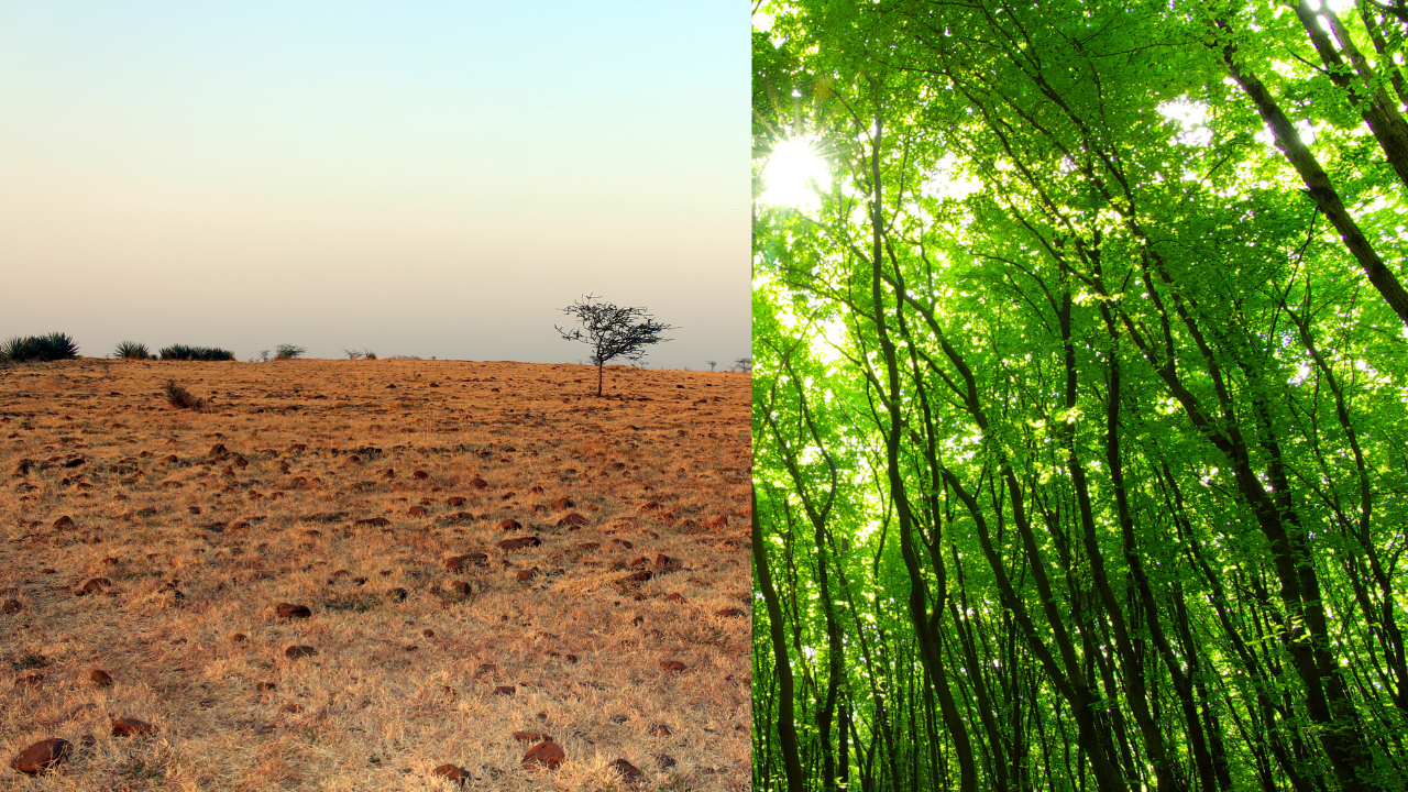 In 2007, Dr Shankar Lal Garg bought 22 acres of rocky land near Indore, today it has 40,000 trees