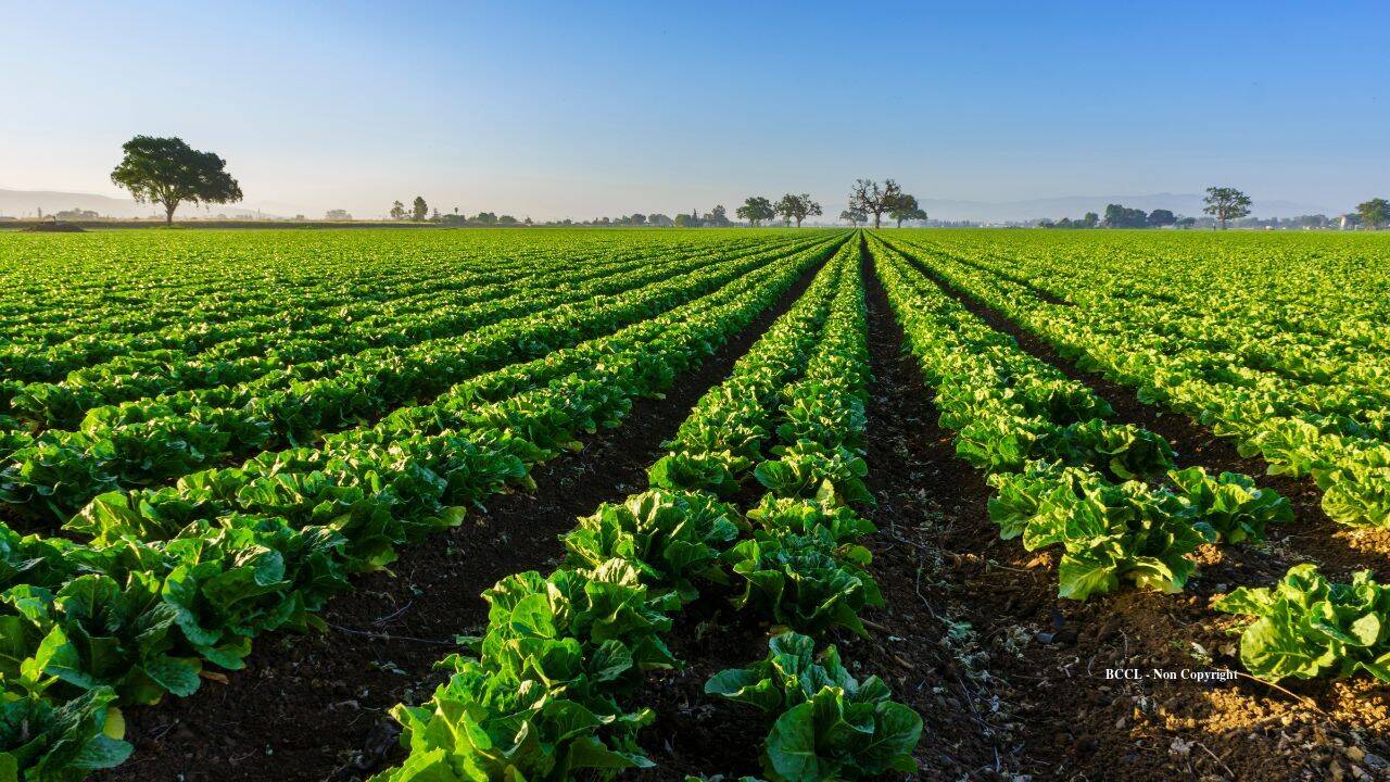North Florida family protects 816 acres while keeping land available for farming