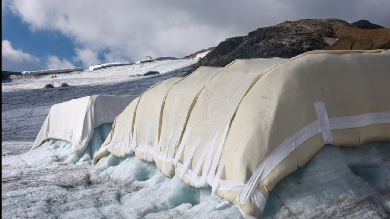 Scientists covered 200 square metres of a Swiss glacier with sheep’s wool; early tests found...