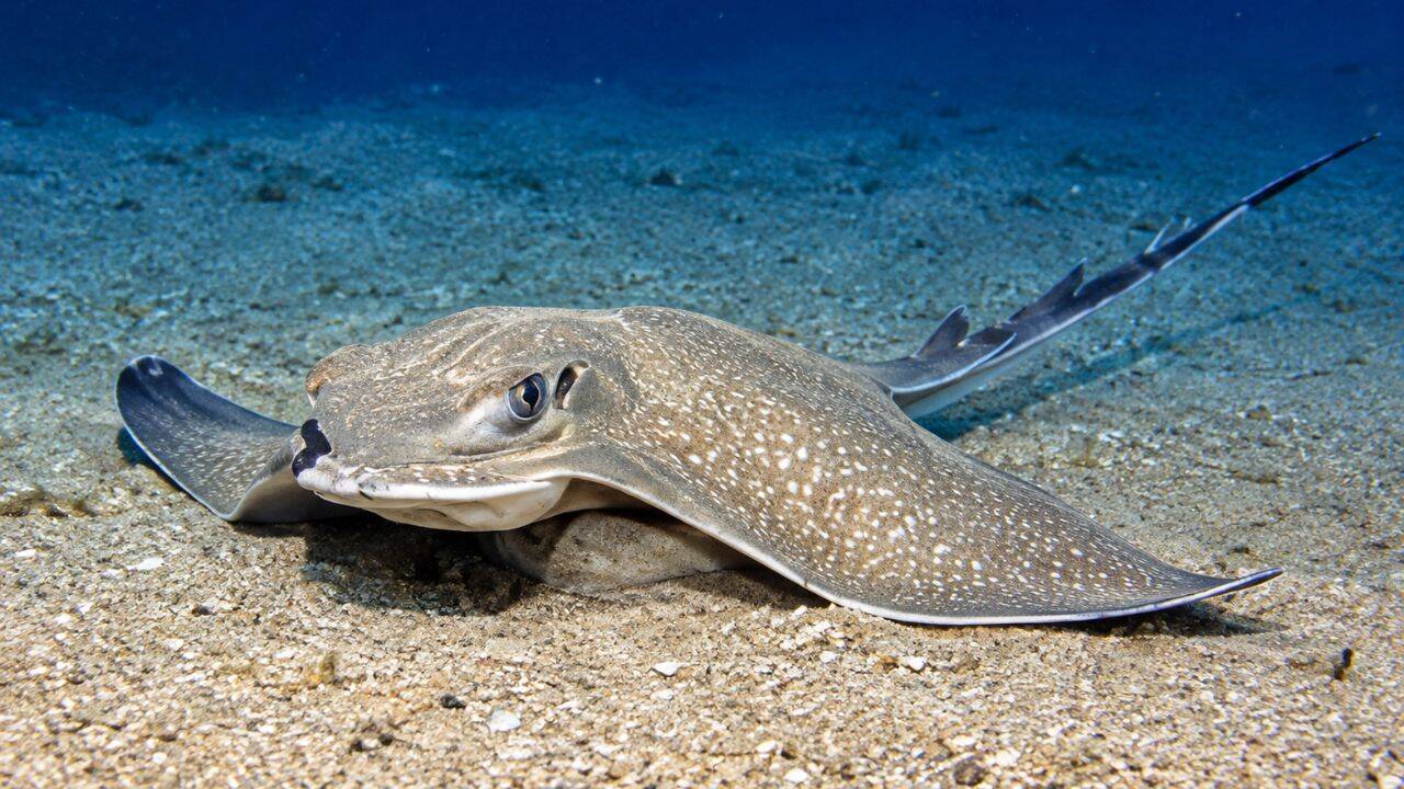Over 100 eagle rays gather off Malta in largest aggregation ever recorded