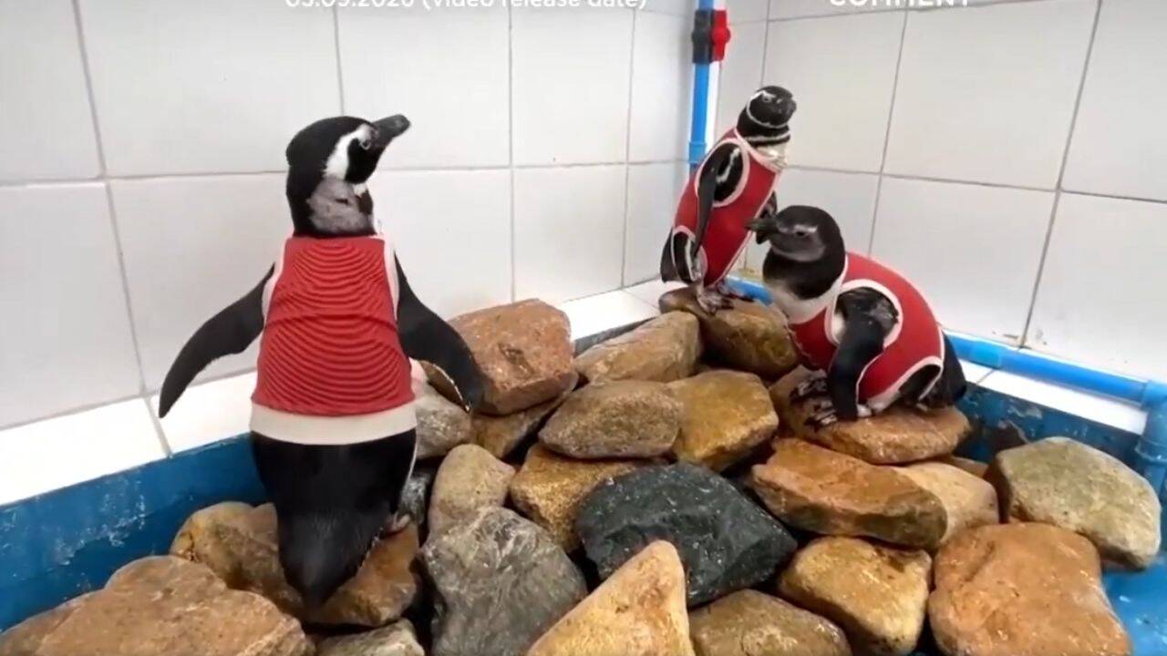 As El Niño intensifies, scientists in Chile are making a vulnerable penguin species wear copper vests, here's why