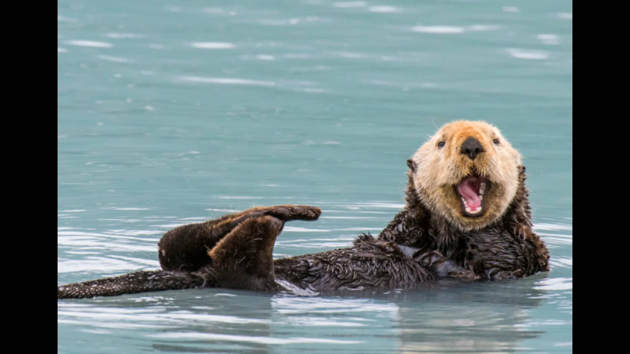Sea otters returned to a California estuary; eelgrass expanded 600%, marsh-edge erosion slowed 69%