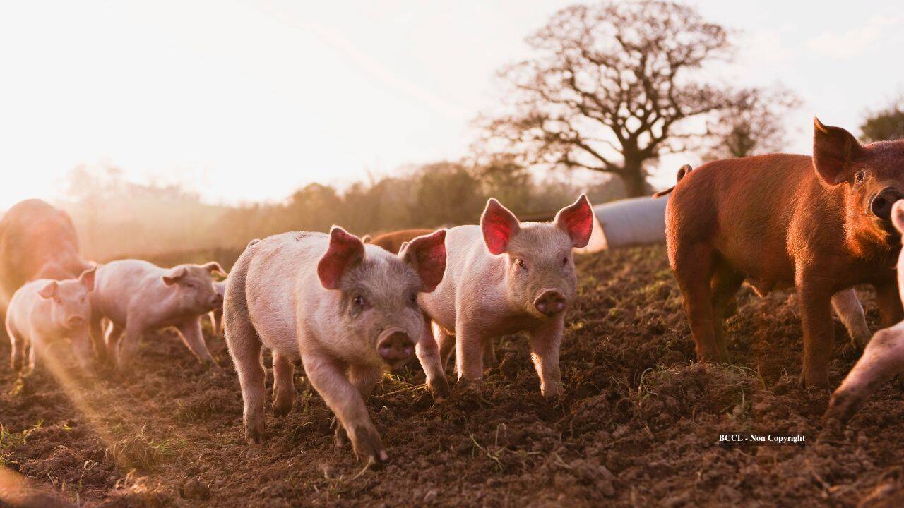 Pigs left on remote islands as castaway food were rescued 192 years later