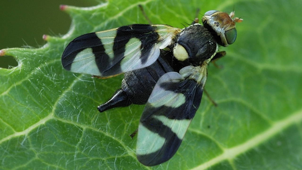 In 1973, Montana released a gall fly to control spotted knapweed; decades later...
