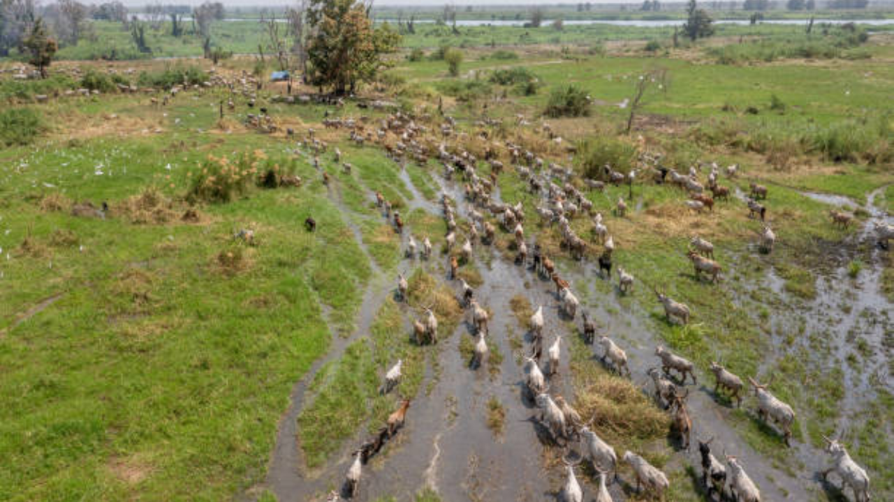 South Sudan’s first Unesco site protects migration of nearly 6 million antelopes