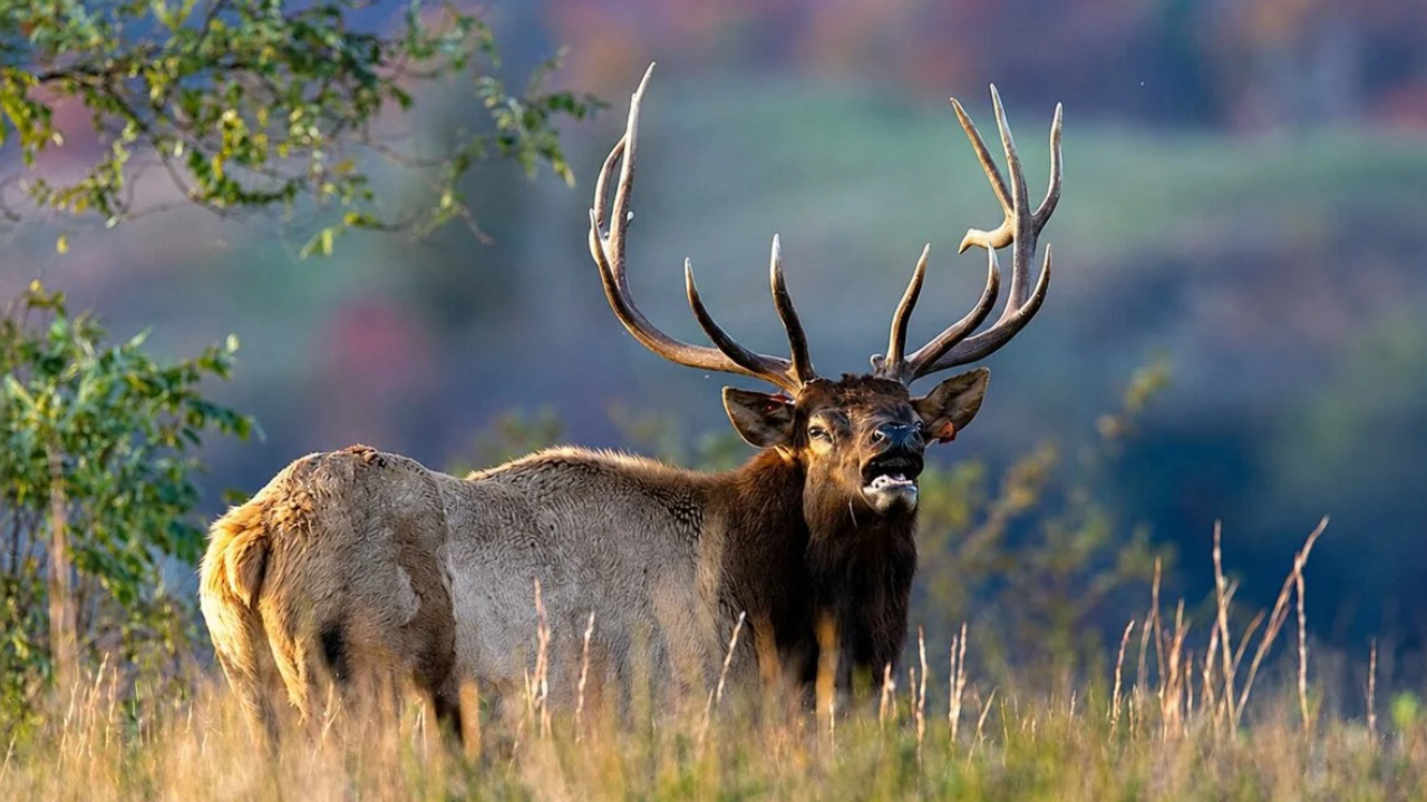 West Virginia’s restored elk herd is finally roaming farther again