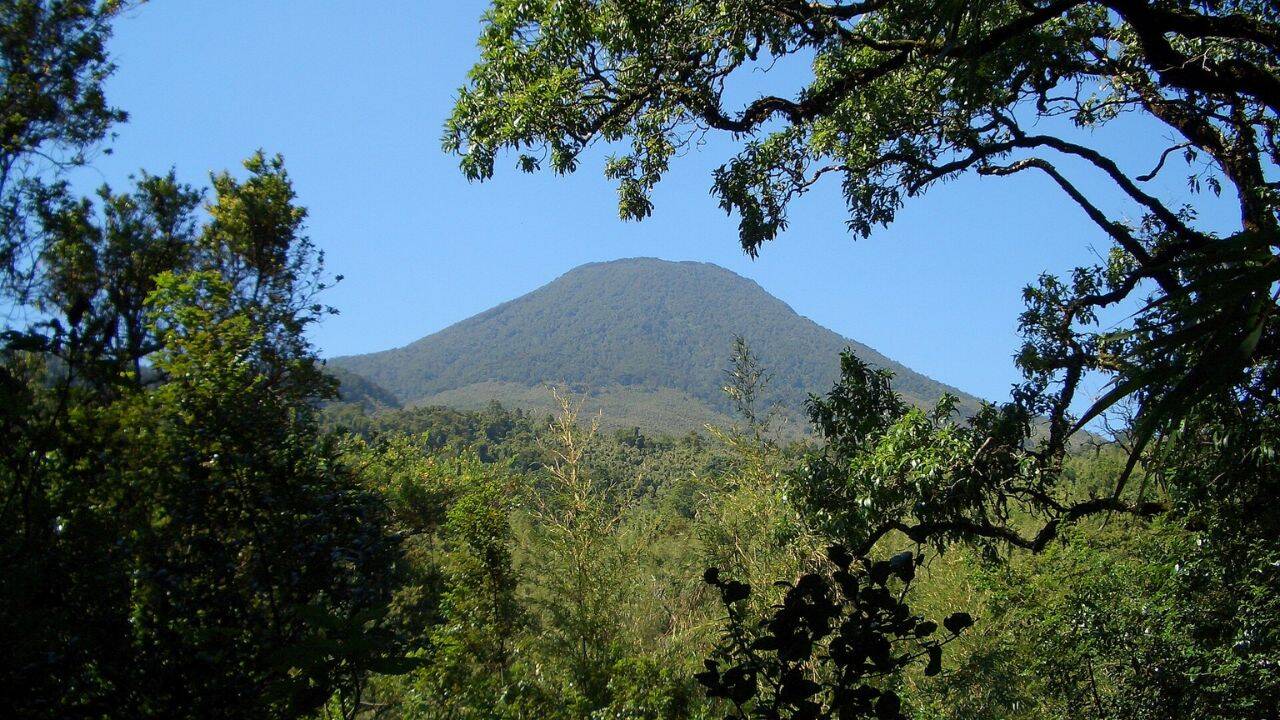 Ugandan communities plant 4,053 trees to rebuild a wildlife buffer near Bwindi