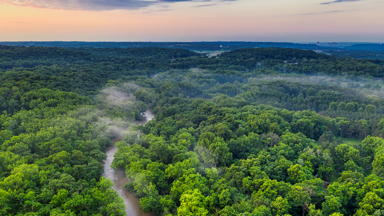 Denmark's forests: plantations store carbon, wild growth wins diversity