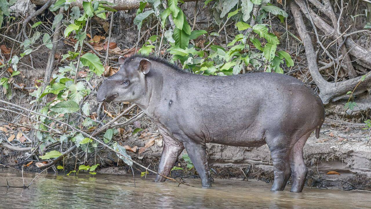 Brazil restored cattle land with native trees; tapirs returned after 100 years