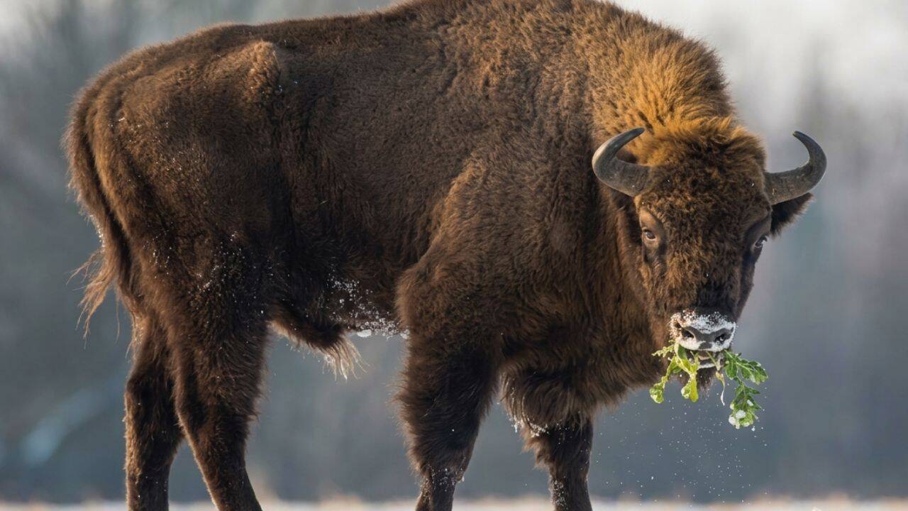 Kansas brought back 30 bison; native plant richness later rose over 100%