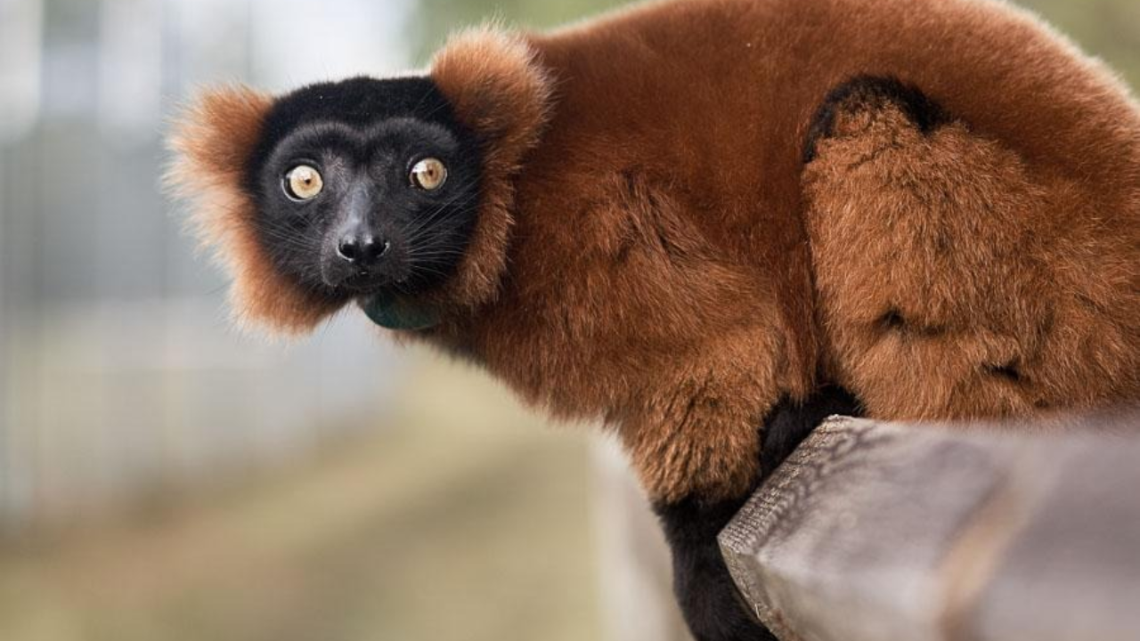 Florida wildlife centre brings endangered lemurs to help restore Madagascar forest
