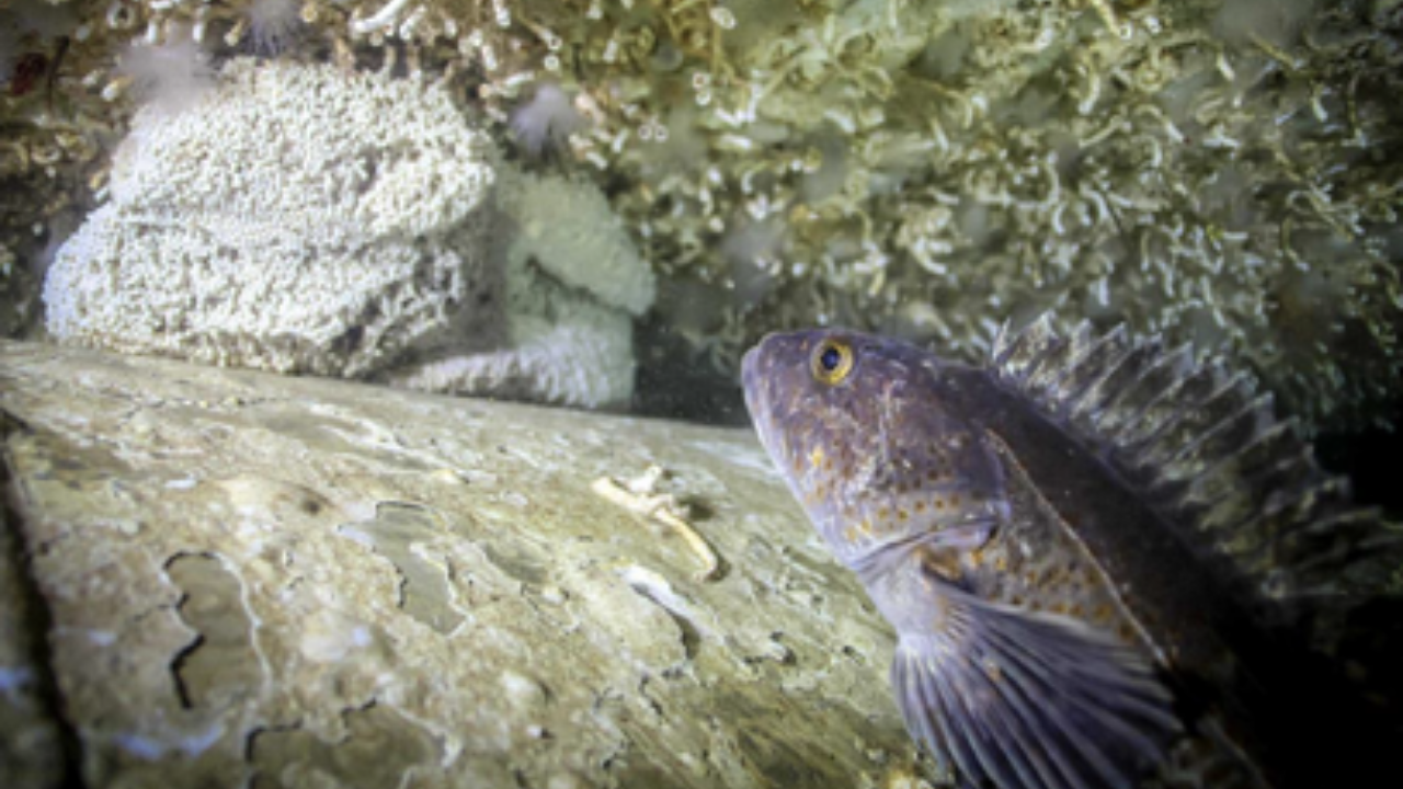 Canada sank a retired warship; 5 years later, 170 marine species lived on it