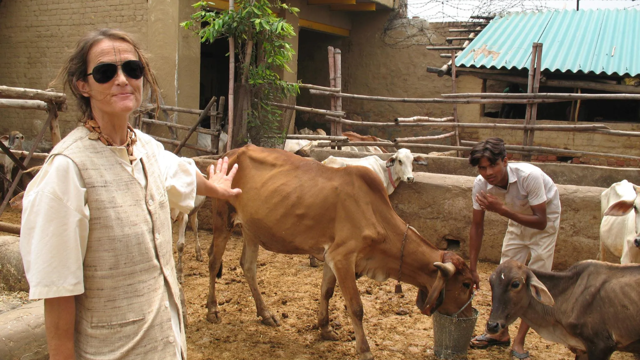 How a German traveller who arrived in India in 1978 became a ‘mother’ of 2,500 abandoned cows